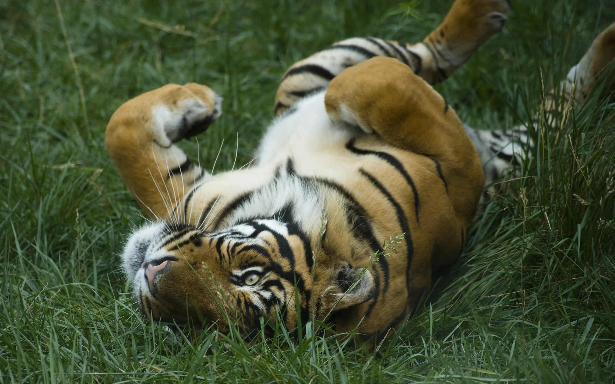 Тигр. Лежачий тигр. Тигр лежит. Тигр лежит на спине.