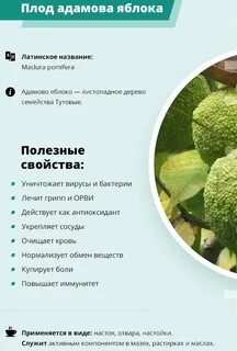 Адамово яблоко применение настойки