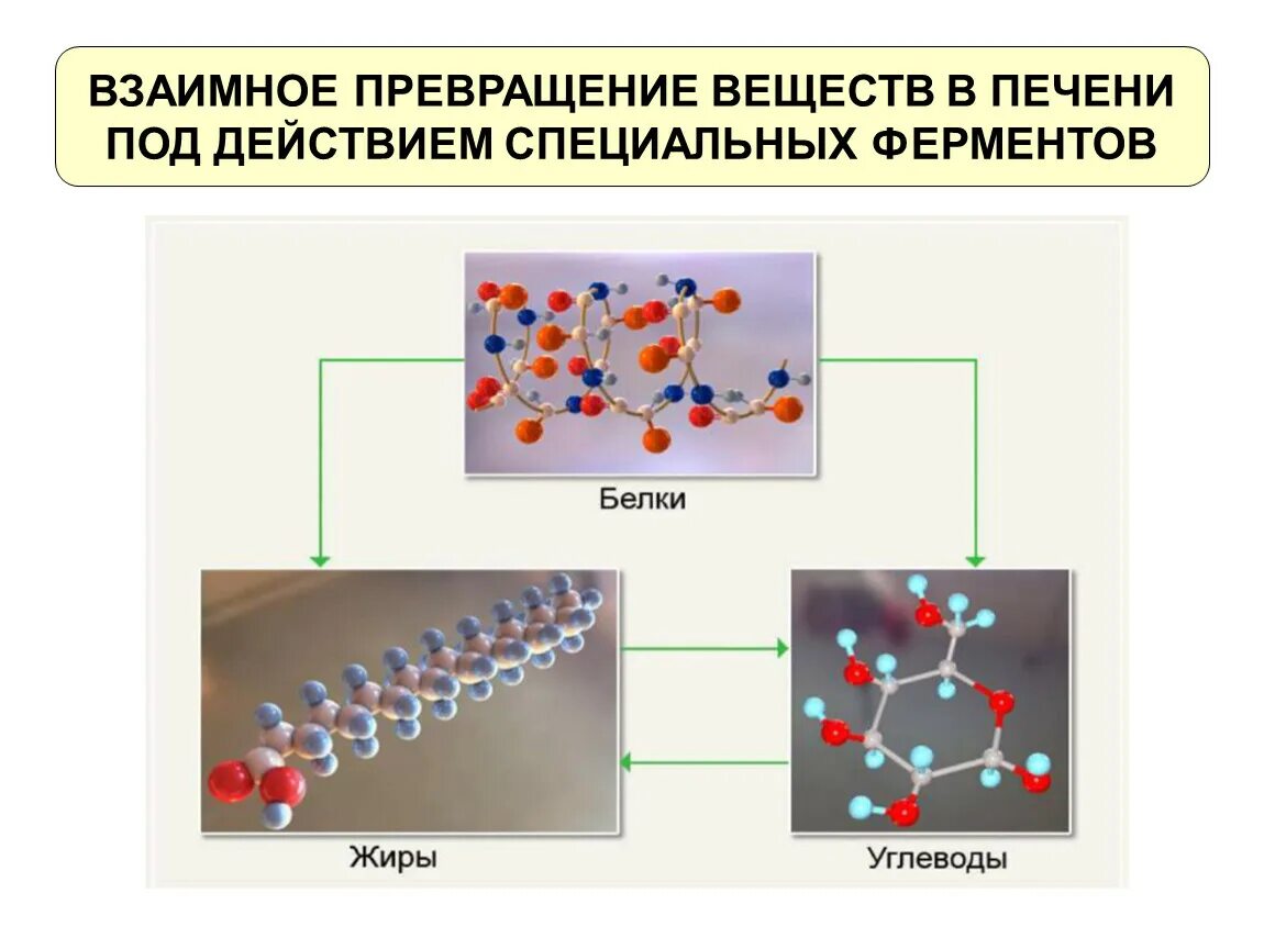 Преобразование белка. Превращения в химии. Превращение веществ в организме человека. «Взаимное превращение веществ» физика. Превращение белков в жиры.