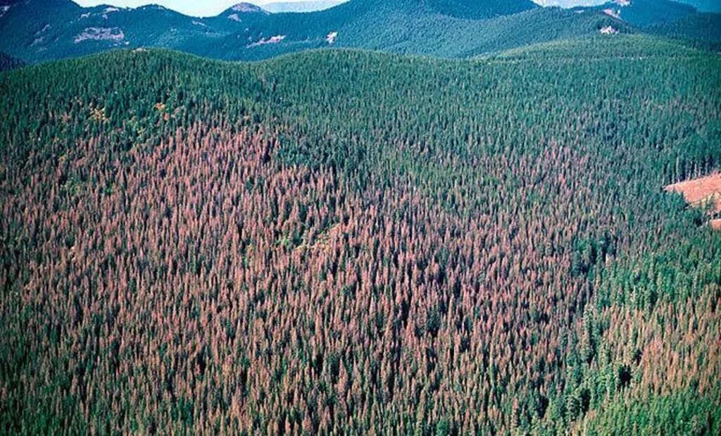 Возрождение леса. Магеллановы леса. Магеллановы леса.фото.. Снимки НАСА по вырубке лесов.