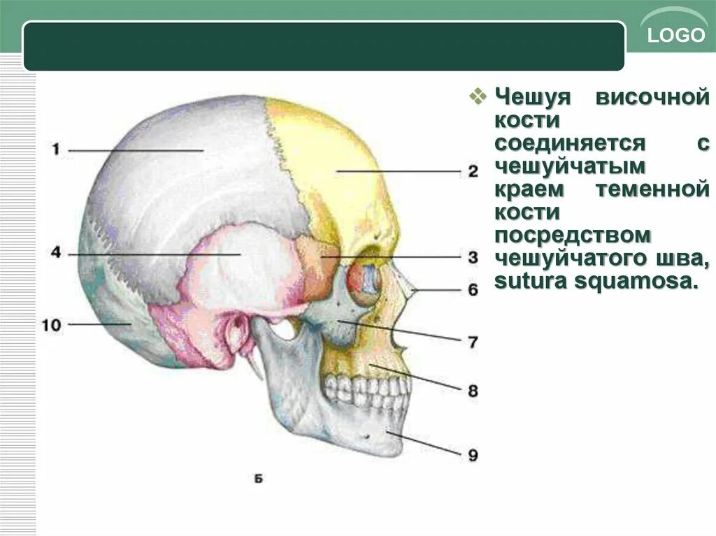Какие кости относятся к височным. Строение височной кости черепа человека. Тройничное вдавление височной кости. Барабанная часть височной кости анатомия. Височная кость черепа анатомия человека.