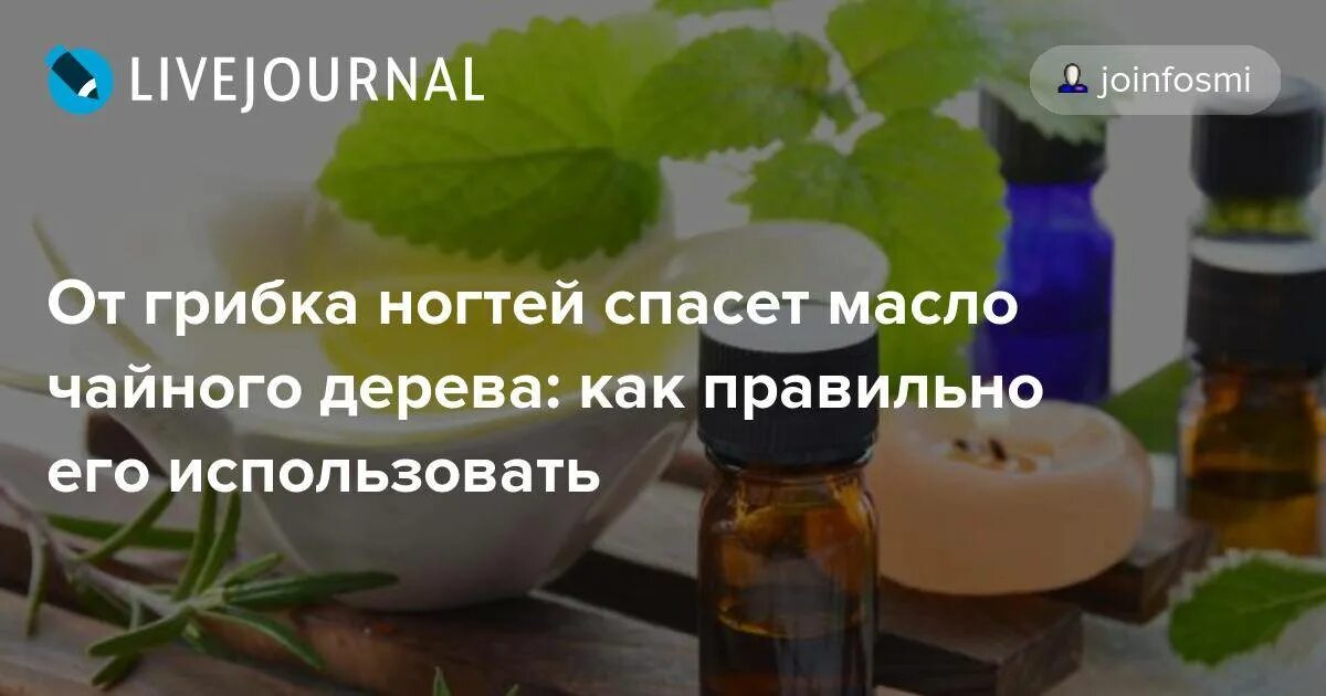 Как использовать масло чайного дерева для ногтей. Масло чайного дерева. Масло чайного дерева от грибка. Масло чайного дерева для ногтей от грибка ногтей. Эфирное масло чайного дерева для ногтей от грибка.