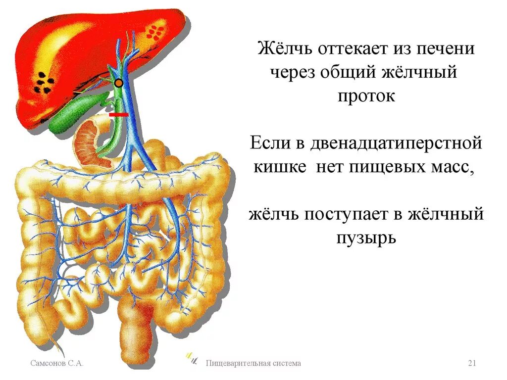 Желчь попадает в печень