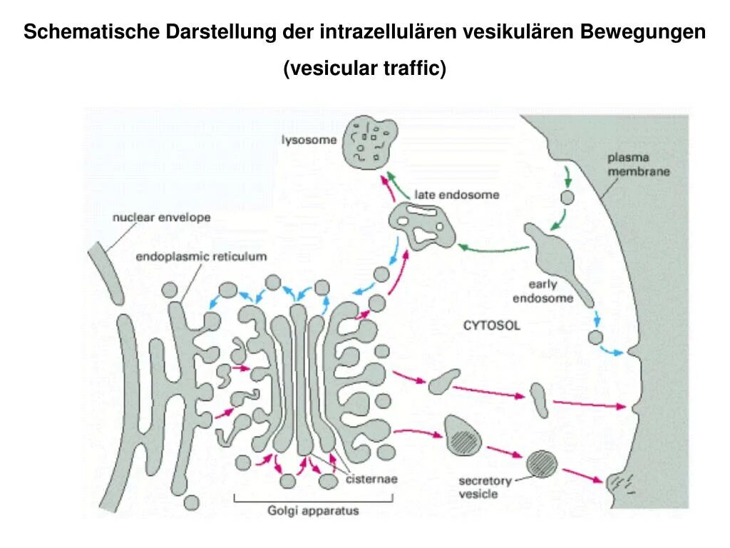 Транспорт белков внутриклеточный. Вакуолярная система клетки схема. Общая схема вакуолярной системы клетки. Взаимосвязь органоидов вакуолярной системы клетки. Общая схема функционирования вакуолярной системы.