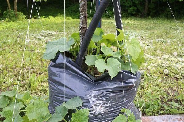 Посадка огурцов в пакеты. Огурцы в мешках. Полив огурцов в мешках. Выращиваем огурцы в мешках. Земля для огурцов в мешках.