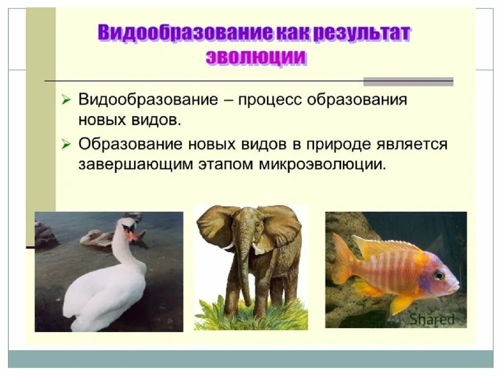 Установите последовательность образования новых видов в природе. Процесс образования новых видов. Видообразование. Образование новых видов в природе. Образование новых видов биология.