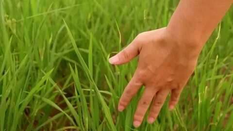 Go grass