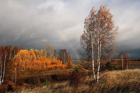 Сквозь облетевшие леса