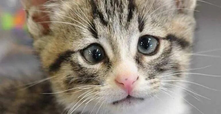 Pin on Crying cats and kittens