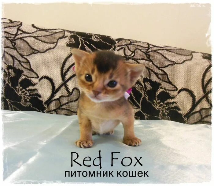 Купить кошку в рязани. Red Fox питомник кошек. Леофар. Питомник кошек в Рязани. Питомник Лис Краснодаре.