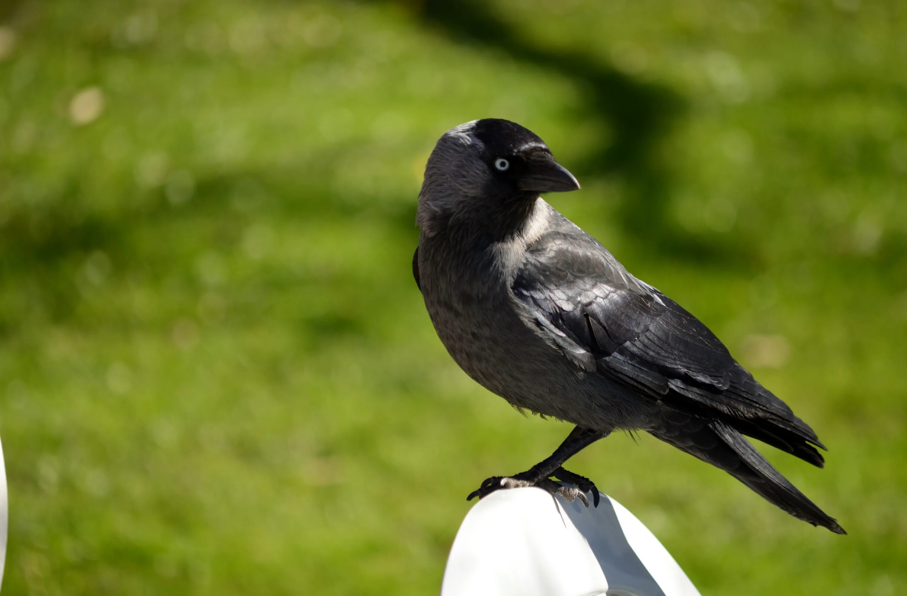 Птичка и ворона. Галка обыкновенная ‒ Corvus monedula. Coloeus monedula Грач. Хохлатая Галка. Галки, ворона, сорока, ворон.