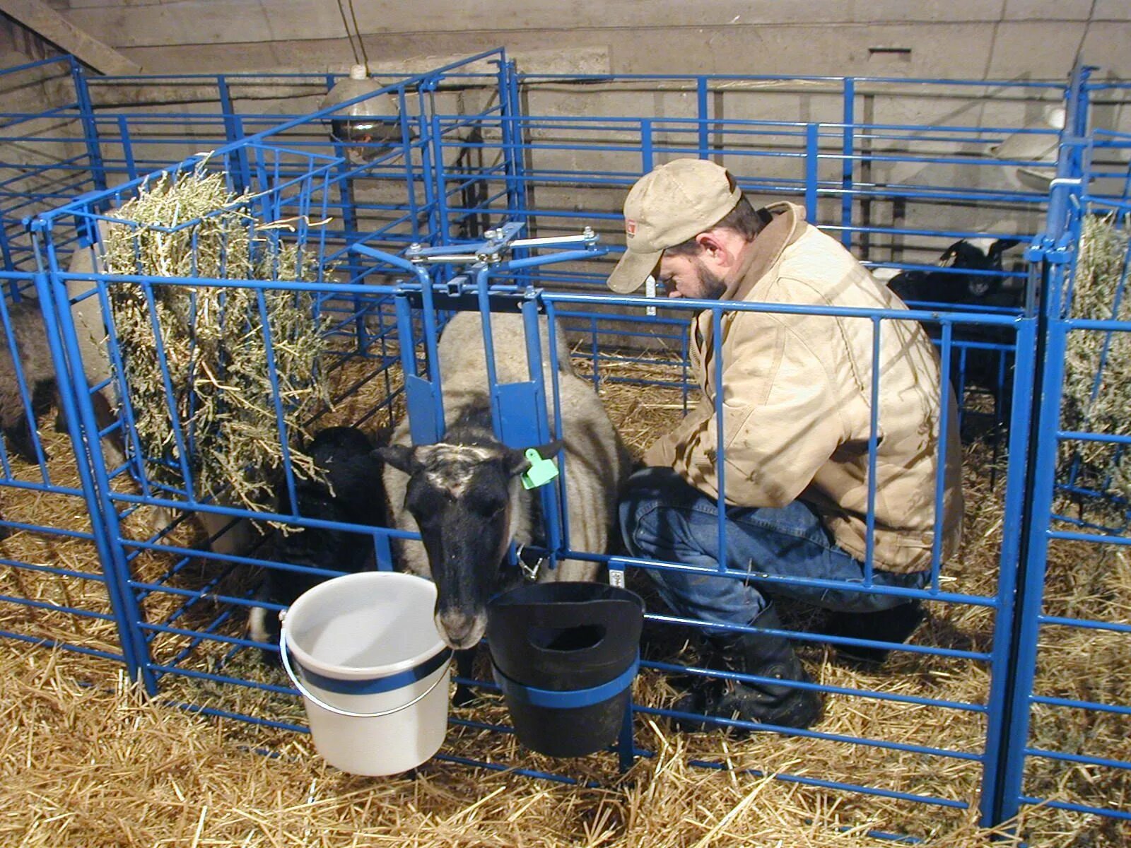 Чем кормят домашних коз. Корма для коз. Корма для овец и коз. Козы на ферме. Станок для дойных коз.