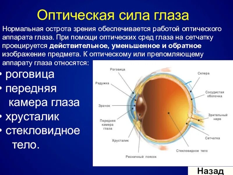 Система и структура зрения. Строение оптической системы глаза. последовательность расположения структур в оптической системе глаза. структура относящаяся к оптической системе глаза. оптическая система глаза структуры к ней относящиеся.