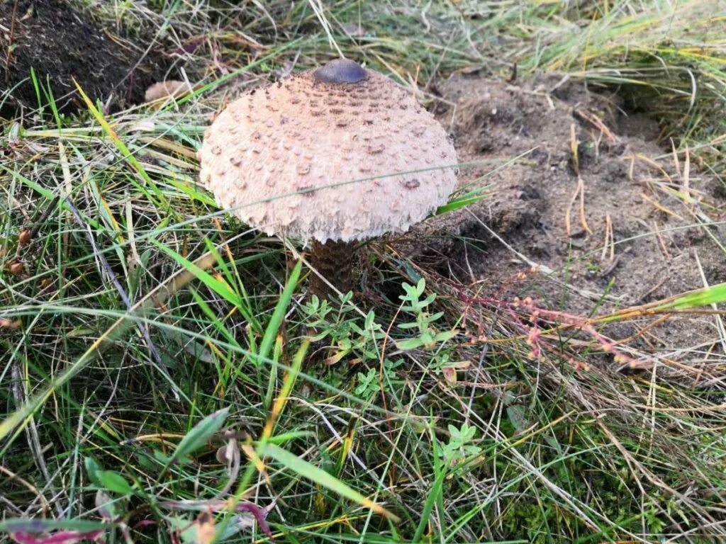 Гриб-зонтик девичий (macrolepiota puellaris). Гриб-зонтик пёстрый. Гриб зонтик поганка. Гриб лепиота гребенчатая. Гриб зонтик двойники.