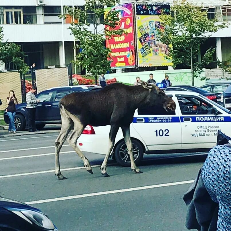 Лось в Гольяново. Лоси в Москве. Лось в городе.