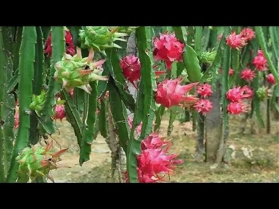 Как выглядит растение драгон фрукт Dragon Fruit In The Wild! Dragon fruit cactus, Dragon fruit tree, Dragon fruit p