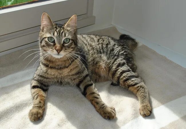 Спящие котята. Приколы про кошек. Кот крупным планом. Самый жирный кот. Grosse chatte.