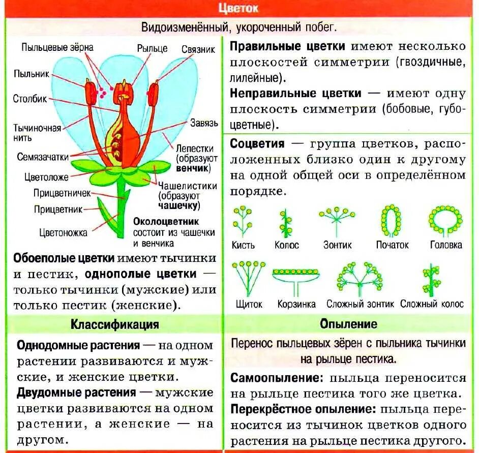 Строение цветка в таблице строение и функции. Строение цветка 6 класс биология таблица. Строение цветка ЕГЭ биология. Строение цветка функции частей. Генеративные органы тест