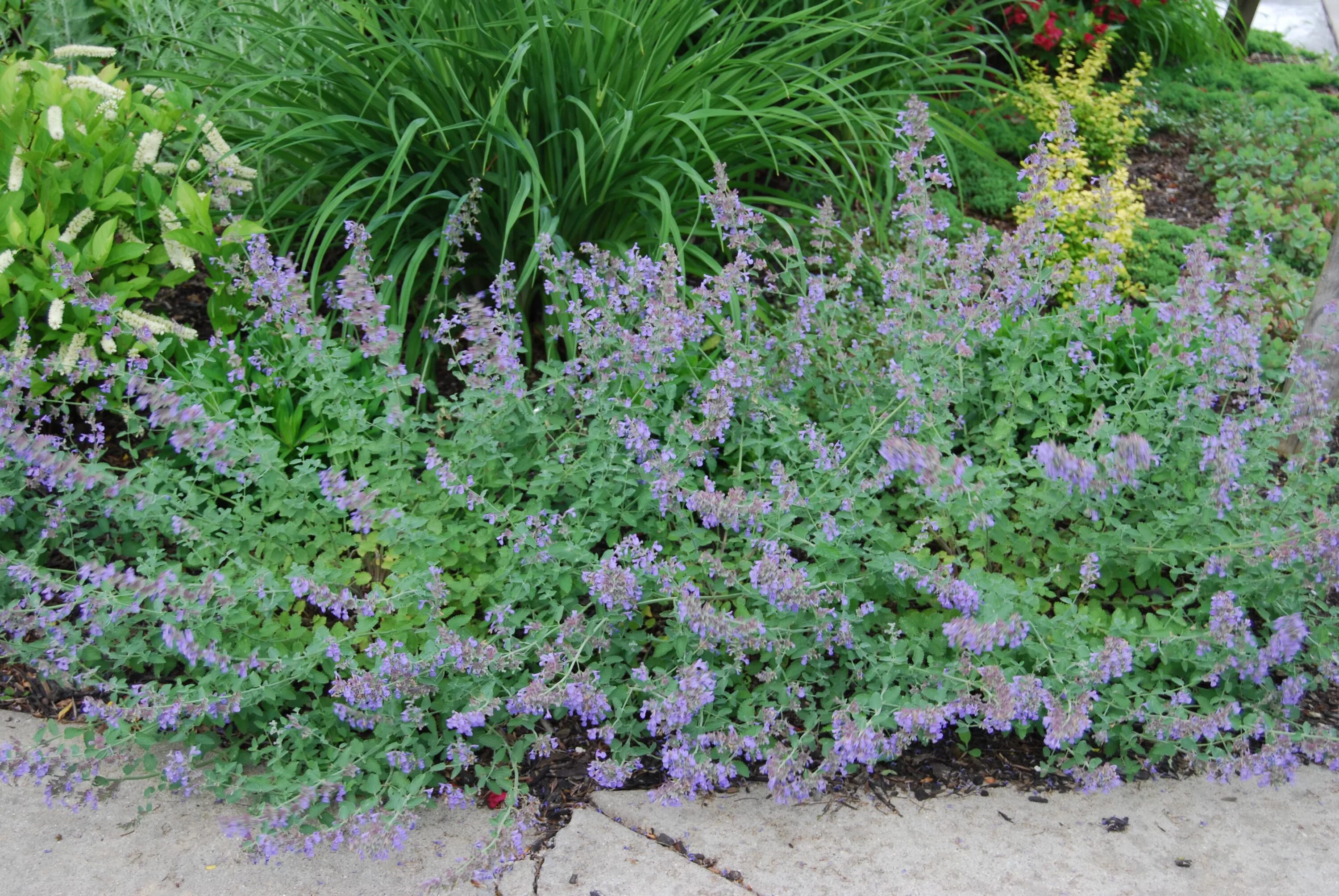 Котовник голубая пантера. Nepeta faassenii six hills giant. котовник голубая пантера семена. котовник фассена.