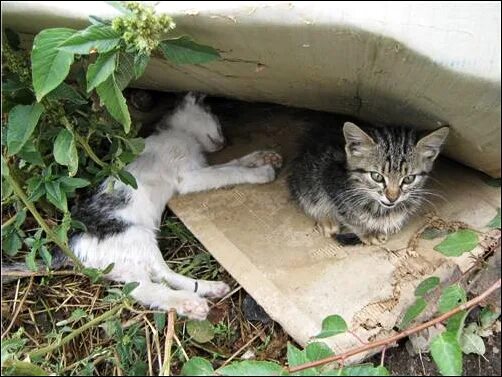 бедный котик. бедные котята. кот выброшенный на дорогу. бездомный кот на улице. брошенный кот.