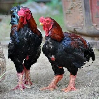 Куры с крупными яйцами