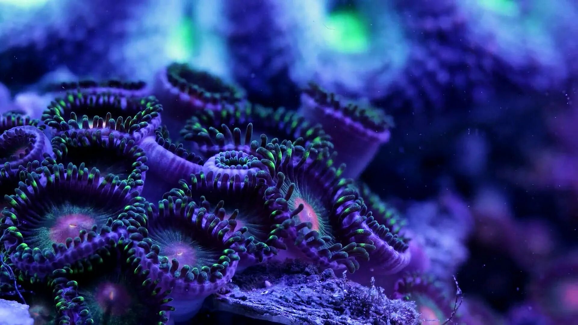 Coral life. Каралы. Подводный мир. Живые кораллы. Красивые кораллы.