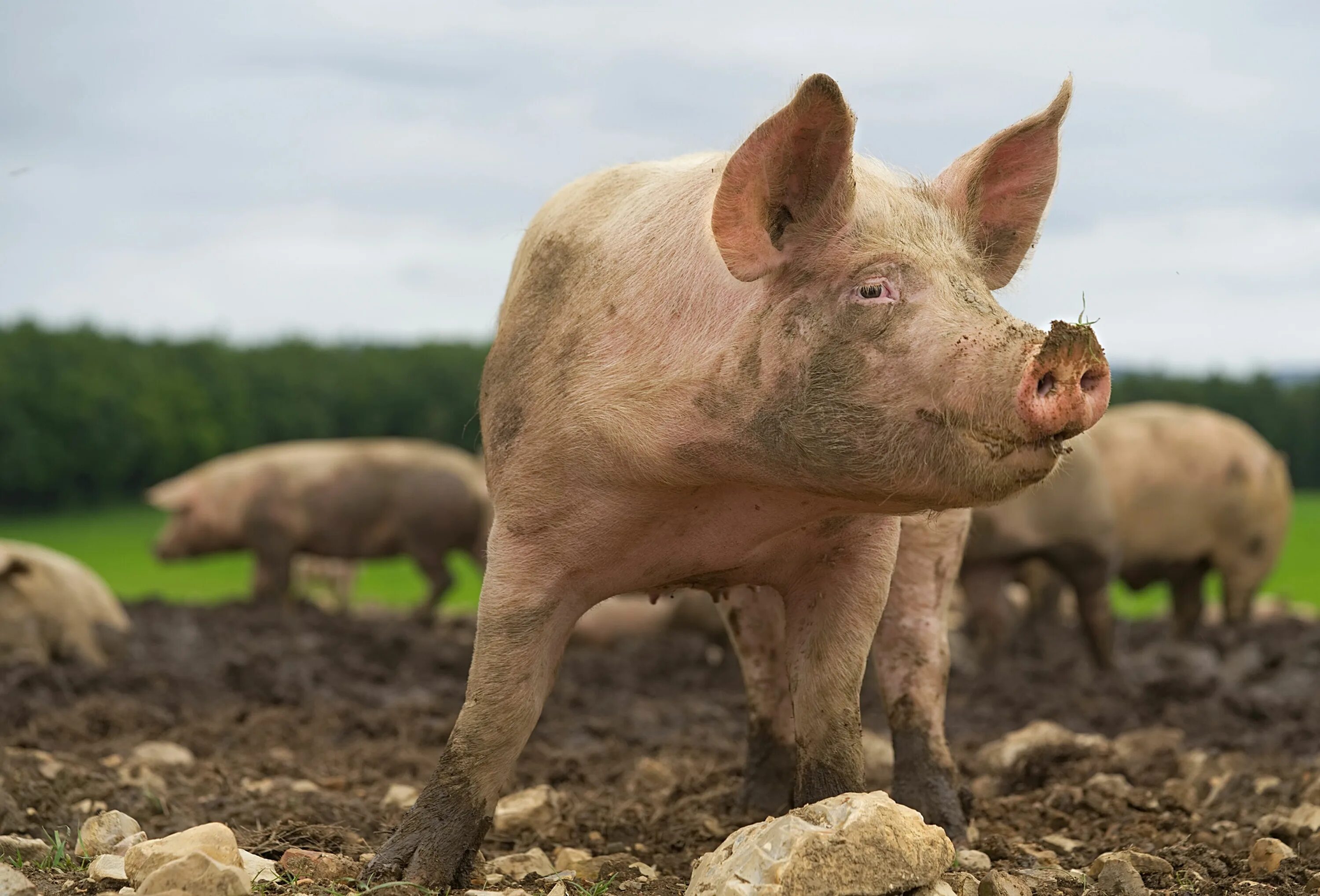 Свинья. Свинья картинка. Генномодифицированные свиньи. Поросенок. Pig свинья