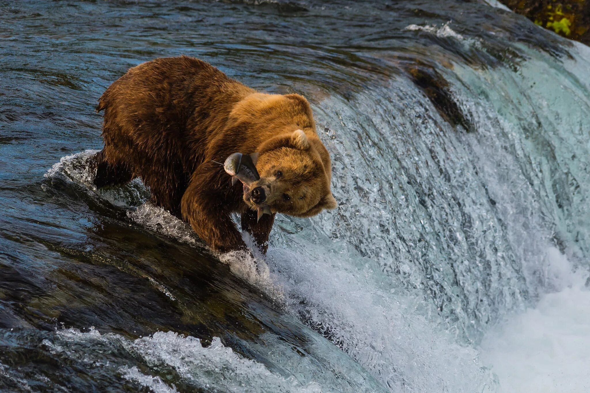медвежонок купается. спасение медвежонка из воды. спас медвежонка из бурной реки. спасение медвежонка из воды. медведица кровавая.