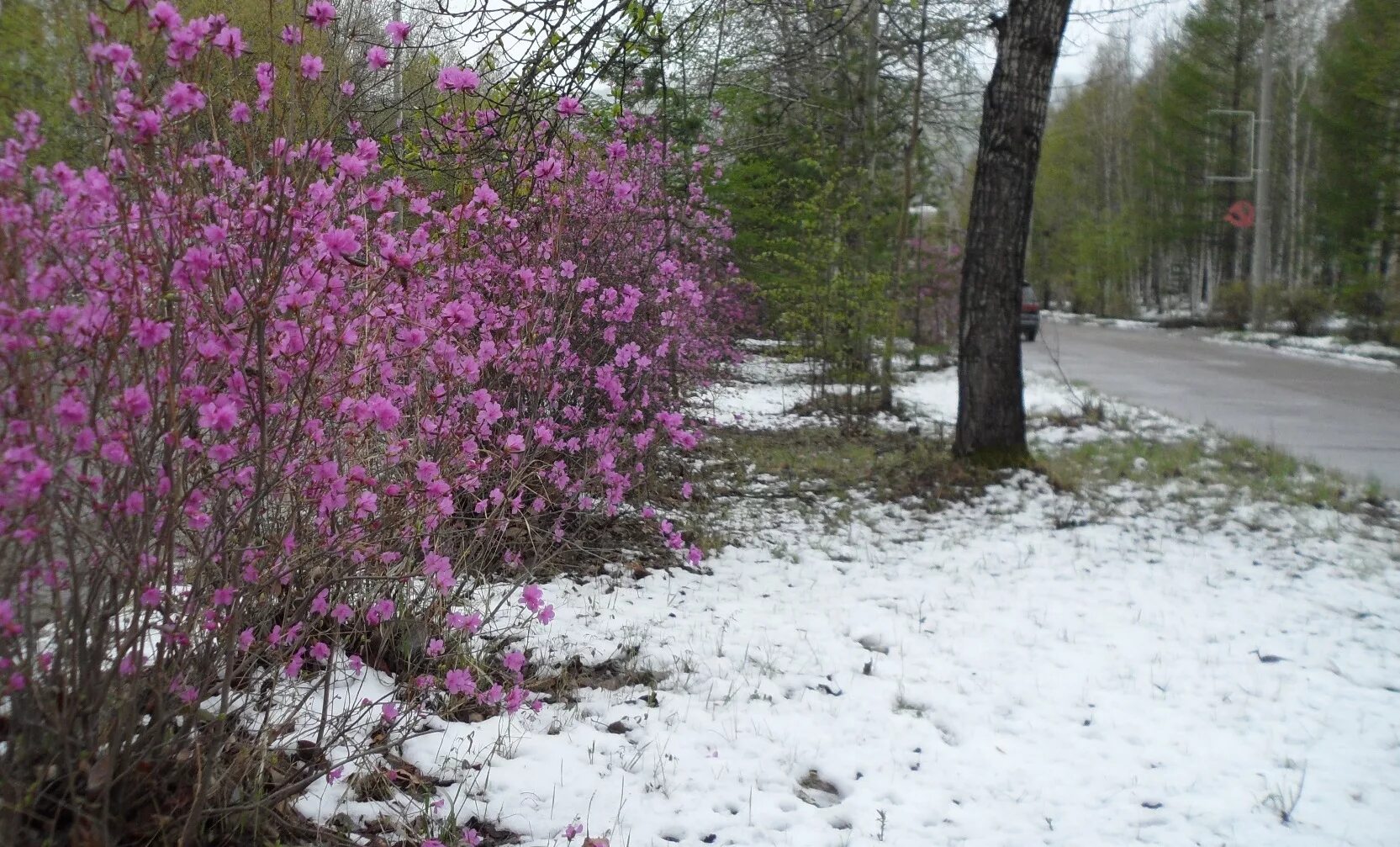 багульник чита. багульник даурский листья. цветы багульника. багульник в кндр. встречается ли багульник в пмр.