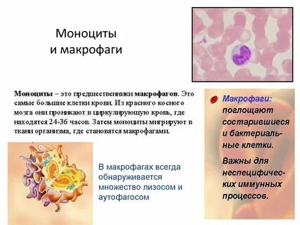 Клетка дифференцирующаяся в макрофаг