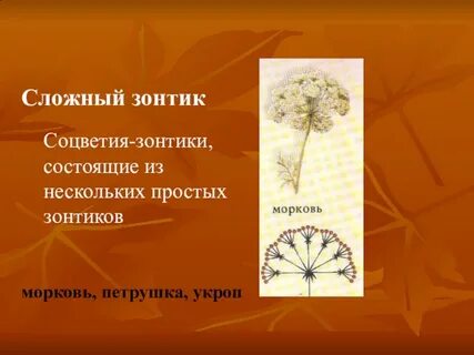 Соцветия сложный зонтик