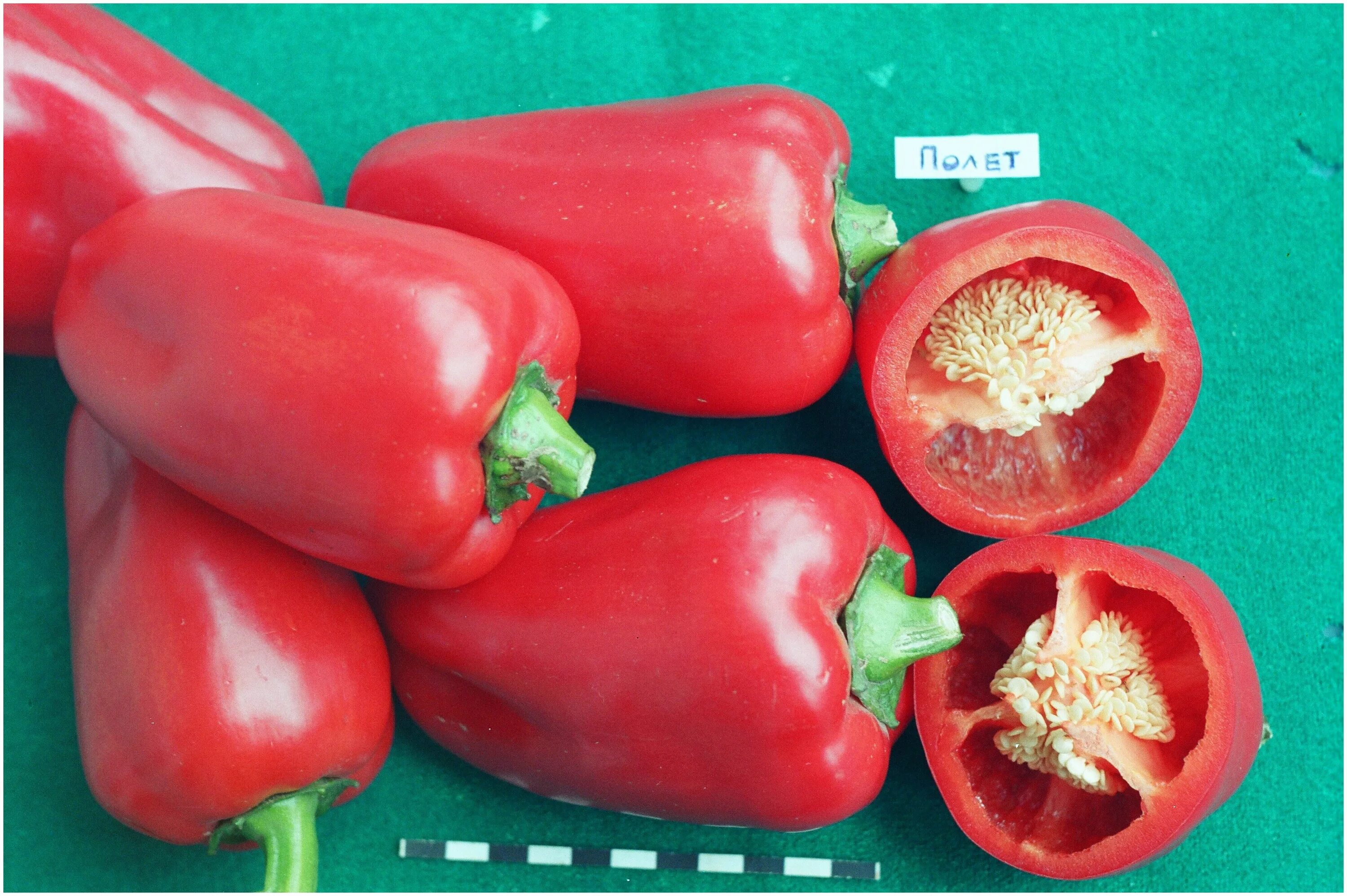 перец полет отзывы. перец полет отзывы. перец полет f1. перец полет f1. перец полет отзывы.