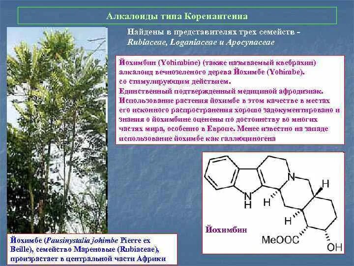 Алкалоиды в растениях. Стероидные алкалоиды растения. Алкалоиды стероидного типа. Алкалоиды представители. Алкалоид в чайных листьях