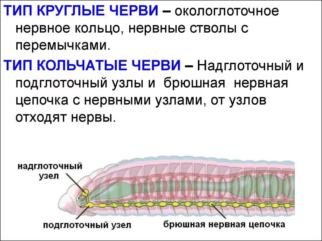 Червей стволы. Кольчатые черви нервная система окологлоточное кольцо. Тип кольчатые черви нервная система. Нервная система круглых червей какого типа. Брюшная нервная цепочка черви.