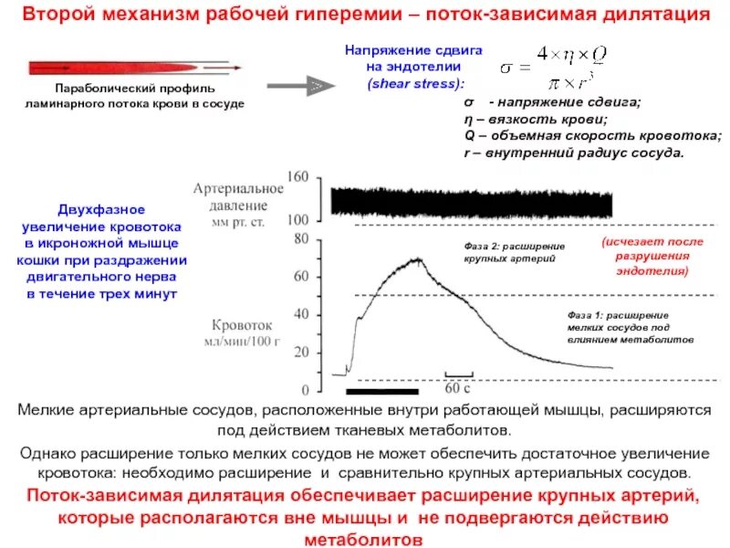 Напряжение сдвига потока. Напряжение сдвига в сосудах. Напряжение сдвига на эндотелии. Увеличение скорости кровотока. Расширенная фаза