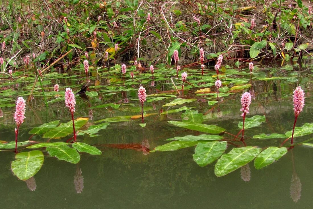 Горец Земноводный. Горец Земноводный (Persicaria). Persicaria Amphibia. Горец Земноводный (водяная гречиха ).