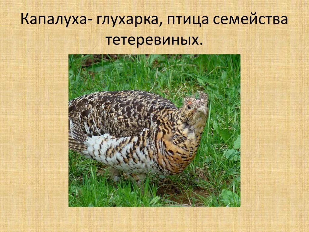 Глухарь и капалуха. В. Астафьев капалуха 3 класс. Сведения о глухаре. Капалуха рассказ астафьева.