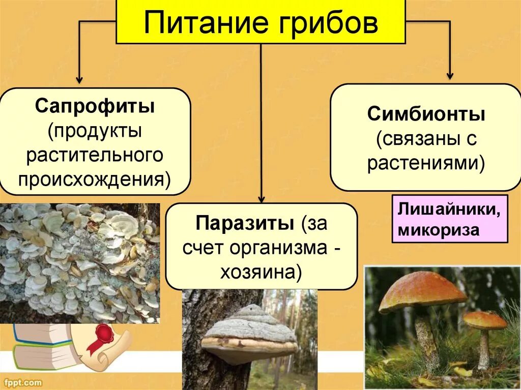 Тип питания грибов сапротрофов. Сапротрофы 6 класс питание грибов. Питание грибов сапрофиты и паразиты. Питание грибов сапрофиты. Какие есть группы грибов