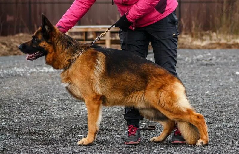 Bono (NHSB 3134397) Сдано KNPV-PH 1 #gsd #немецкаяовчарка Working Dogs ВКонтакте