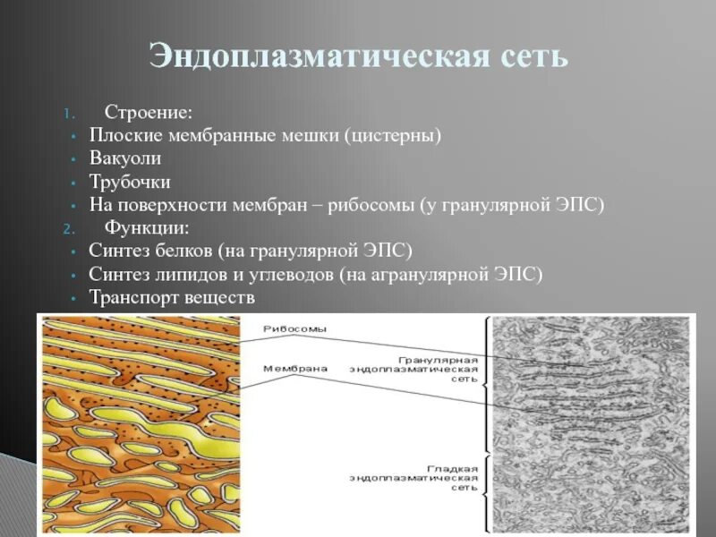 Мембранные эндоплазматические сети функции. Гранулярная эндоплазматическая сеть строение. эндоплазматическая сеть синтез липидов. гранулярная эпс функции. агранулярная эпс строение.