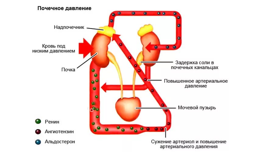 Давление при заболевании почек. Механизм повышения артериального давления при патологии почек. Механизм повышения ад при болезни почек. Механизм повышения артериального давления при заболеваниях почек.. Заболевания почек с повышением артериального давления.