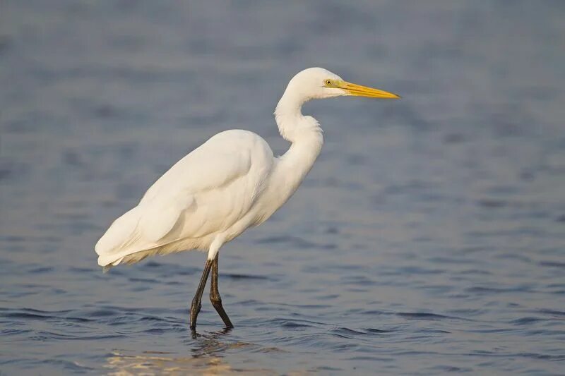 Крупная цапля. Большая белая цапля (egretta alba). средняя белая цапля. большая белая цапля (лат. ardea alba). большая белая цапля фото.