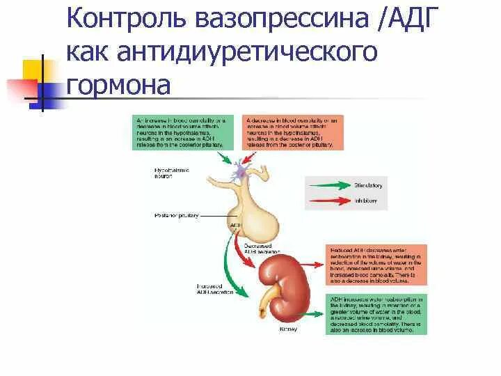 Механизм секреции гормона вазопрессина. Вазопрессин эндокринная железа. Вазопрессин гормон схема. Вазопрессин (антидиуретический, АДГ) функции.