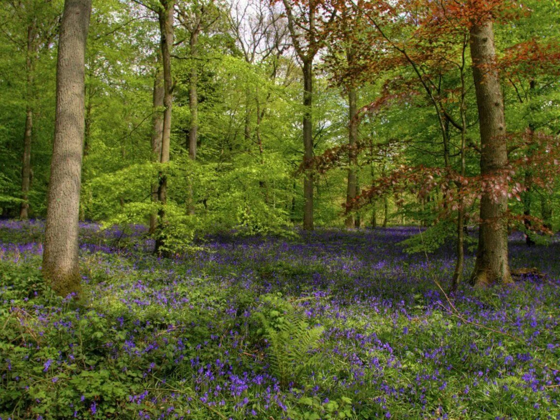 Spring scenes