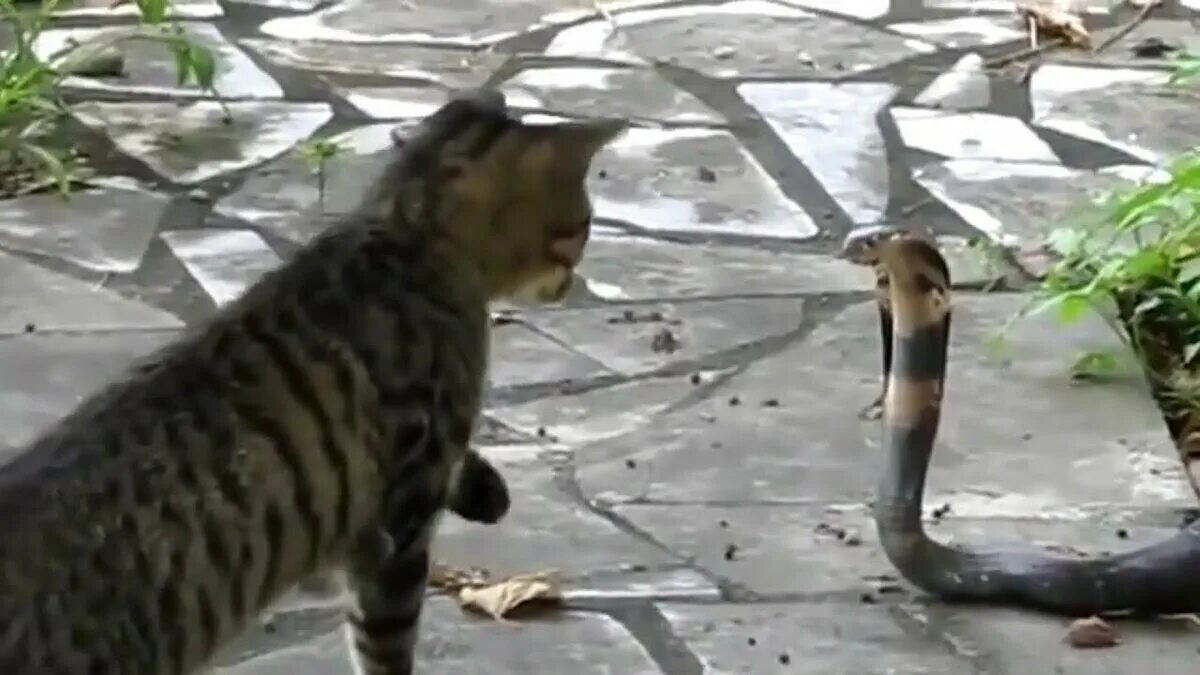 Попугай и кошка смешное. Кошка против кошки видео. Кошка против кошки видео. Кошки и собаки видео. Кошка против кошки видео.