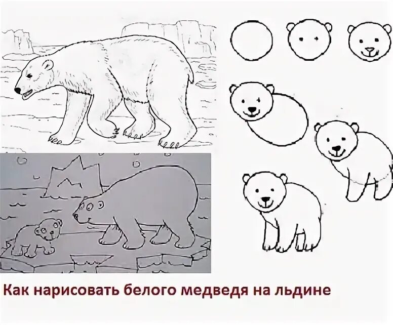 Как нарисовать белого медведя поэтапно для детей. Поэтапное рисование белого медведя. Схема рисования медведя в подготовительной группе.