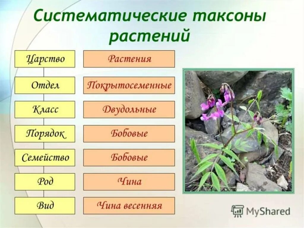 Составить классификацию 1 растения. Систематические таксоны расте. систематика таксонов растений. систематические таксоны биология растения. систематика растений царство отделы.