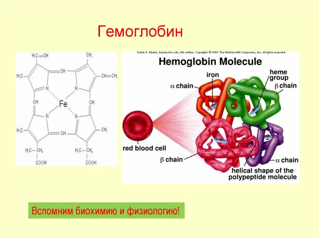 Состав гемоглобина схема. Гемоглобин гем биохимия строение. Строение гемоглобина формула. Гемоглобин кислород строение. Гемоглобин образуется в результате