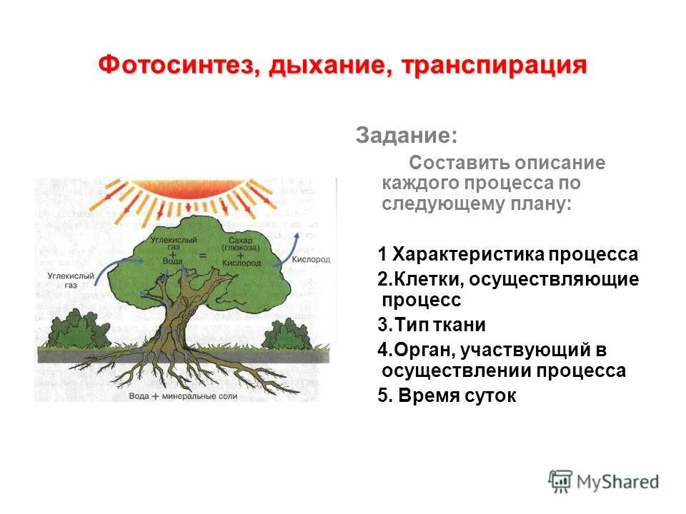 Задания по теме фотосинтез 6 класс. Транспирация и фотосинтез. Фотосинтез газообмен транспирация. Дыхание растения и транспирация.