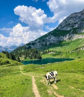 Cow near lac Lioson.jpg. 